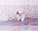 Small Photo #1 Mal-Shi Puppy For Sale in FULLERTON, CA, USA