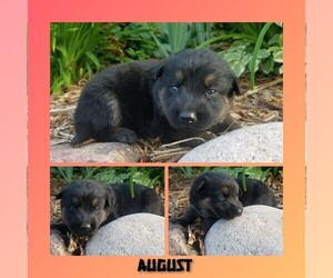 Medium German Shepherd Dog