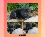Puppy August German Shepherd Dog