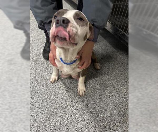 Medium Photo #1 Mutt Puppy For Sale in Houston, TX, USA