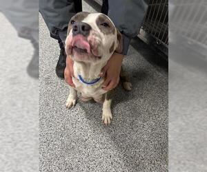 Mutt Dogs for adoption in Houston, TX, USA