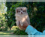 Image preview for Ad Listing. Nickname: Lilac Merle