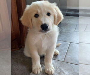 Golden Pyrenees Dogs for adoption in Brooklyn Center, MN, USA