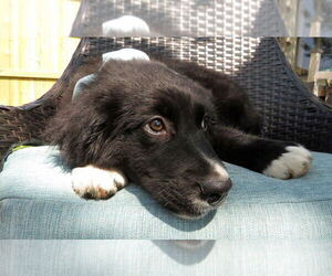 Australian Retriever Dogs for adoption in Grovertown, IN, USA