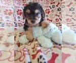 Small #3 Morkie-Yorkshire Terrier Mix