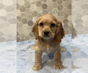 Cocker Spaniel Puppy for sale in CANOGA, NY, USA