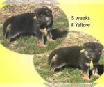 Small #1 German Shepherd Dog