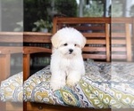 Peanut - Male Mal-Shi Puppy for Sale - Photo #8