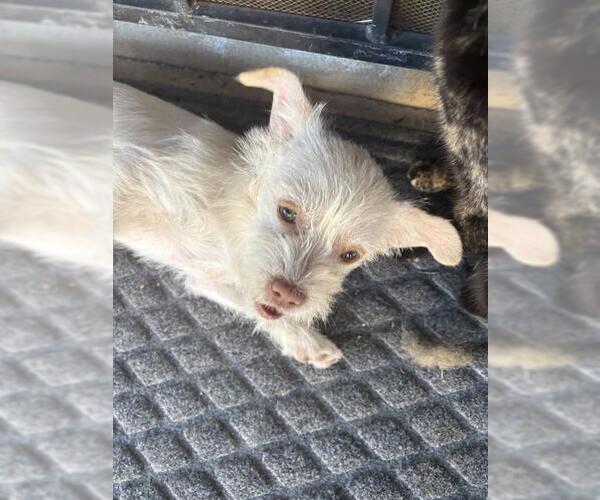 Medium Photo #1 Mutt Puppy For Sale in San Antonio, TX, USA