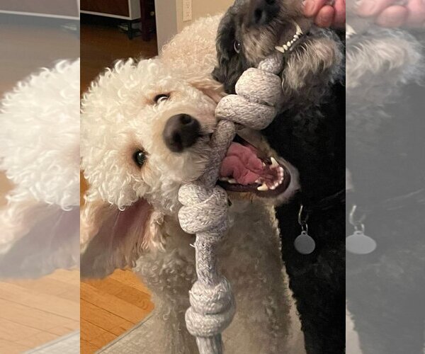 Medium Photo #2 Poodle (Standard) Puppy For Sale in Bowmanville, Ontario, Canada