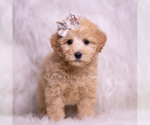 Goldendoodle (Miniature) Litter for sale in WARSAW, IN, USA