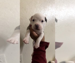 American Pit Bull Terrier Puppy for sale in LOS ANGELES, CA, USA