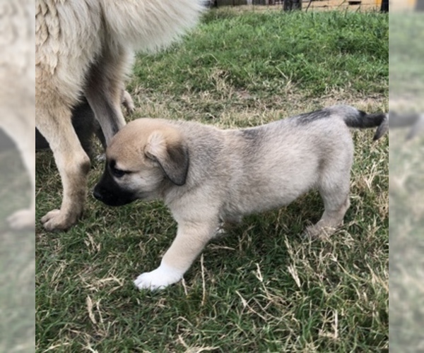 Medium Photo #6 Anatolian Shepherd Puppy For Sale in ROBSTOWN, TX, USA