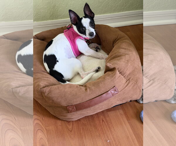 Medium Photo #18 Chihuahua-Unknown Mix Puppy For Sale in Valrico, FL, USA