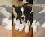 Small Photo #9 Boxer Puppy For Sale in BETHLEHEM, PA, USA