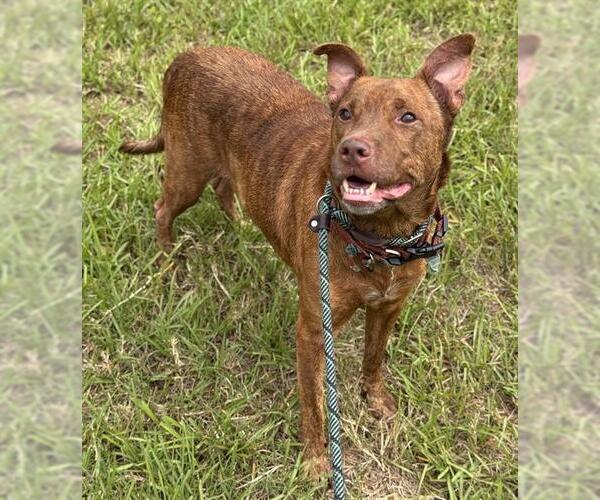 Medium Photo #1 Unknown-Vizsla Mix Puppy For Sale in Fort Lauderdale, FL, USA