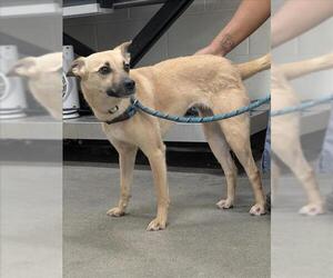Carolina Dog-Chihuahua Mix Dogs for adoption in Forestville, MD, USA