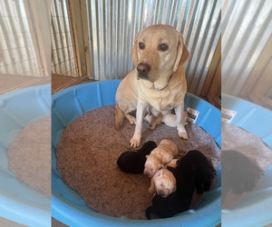 Labrador Retriever Puppy for sale in BRISTOL, VA, USA