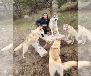 Alaskan Malamute-German Shepherd Dog Mix Dogs for adoption in Alturas, CA, USA