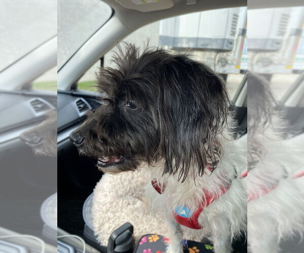 Medium Photo #4 Mutt Puppy For Sale in Mundelein, IL, USA