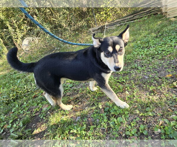 Medium Photo #3 Siberian Husky-Unknown Mix Puppy For Sale in Jackson, MS, USA