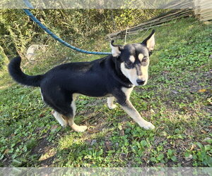 Ellie - Female Siberian Husky-Unknown Mix Dog for Adoption - Photo #3