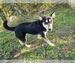 Small Photo #3 Siberian Husky-Unknown Mix Puppy For Sale in Jackson, MS, USA