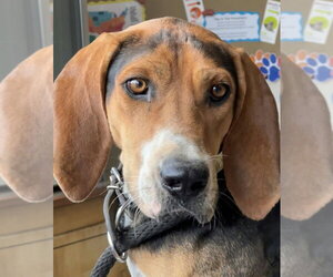 Treeing Walker Coonhound-Unknown Mix Dogs for adoption in Boston, MA, USA