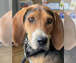 Small Treeing Walker Coonhound Mix