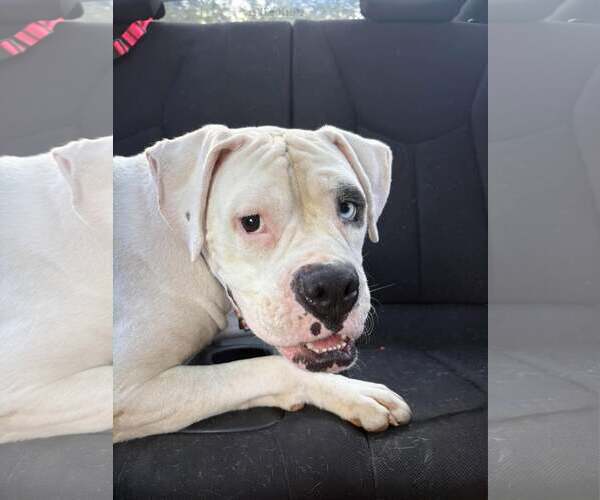 Medium Photo #4 Boxer Puppy For Sale in Dumont, NJ, USA