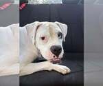 Small #3 Boxer