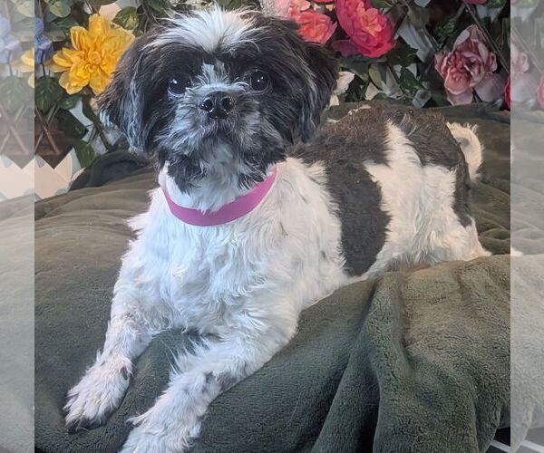 Medium Photo #3 Shih Tzu Puppy For Sale in Bon Carbo, CO, USA