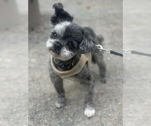 Shih Tzu-Unknown Mix Dogs for adoption in Crystal, MN, USA