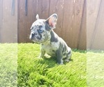 Small Photo #41 French Bulldog Puppy For Sale in PHILADELPHIA, PA, USA