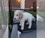 Small Photo #14 Poodle (Standard) Puppy For Sale in MOORES HILL, IN, USA