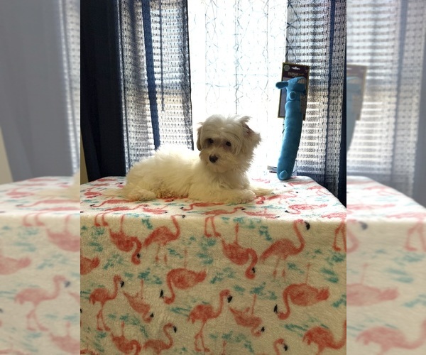 Medium Photo #1 Morkie Puppy For Sale in BENSON, NC, USA