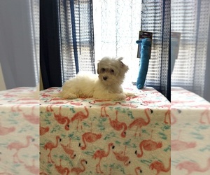 Morkie Puppy for sale in BENSON, NC, USA