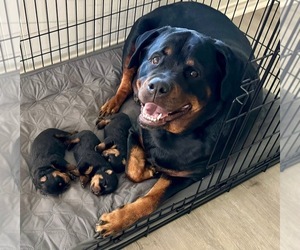 Rottweiler Puppy for Sale in FRIENDSWOOD, Texas USA