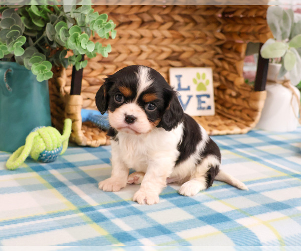 Medium Photo #5 Cavalier King Charles Spaniel Puppy For Sale in SYRACUSE, IN, USA
