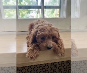 Cavapoo Puppy for Sale in SOUTH ORANGE, New Jersey USA