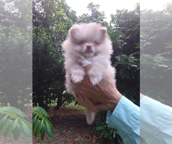 Medium Photo #2 Pomeranian Puppy For Sale in WEST PALM BEACH, FL, USA