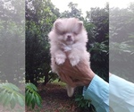 Small #1 Pomeranian