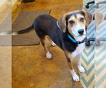 Small #3 Treeing Walker Coonhound Mix