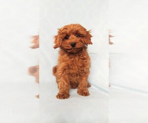 Medium Cavapoo