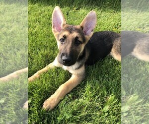 German Shepherd Dog Puppy for sale in OSTRANDER, OH, USA