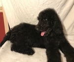 Small Photo #7 Poodle (Standard) Puppy For Sale in ABBEVILLE, LA, USA