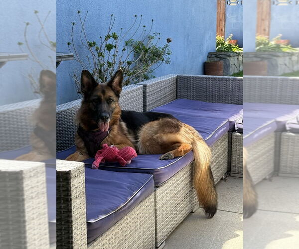 Medium Photo #4  Puppy For Sale in , 