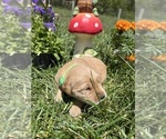 Small #2 Golden Retriever