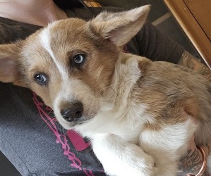 Boston Terrier Puppy for sale in MILTON, WI, USA