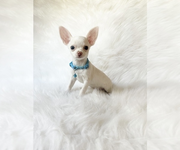 Medium Photo #3 Chihuahua Puppy For Sale in SACRAMENTO, CA, USA